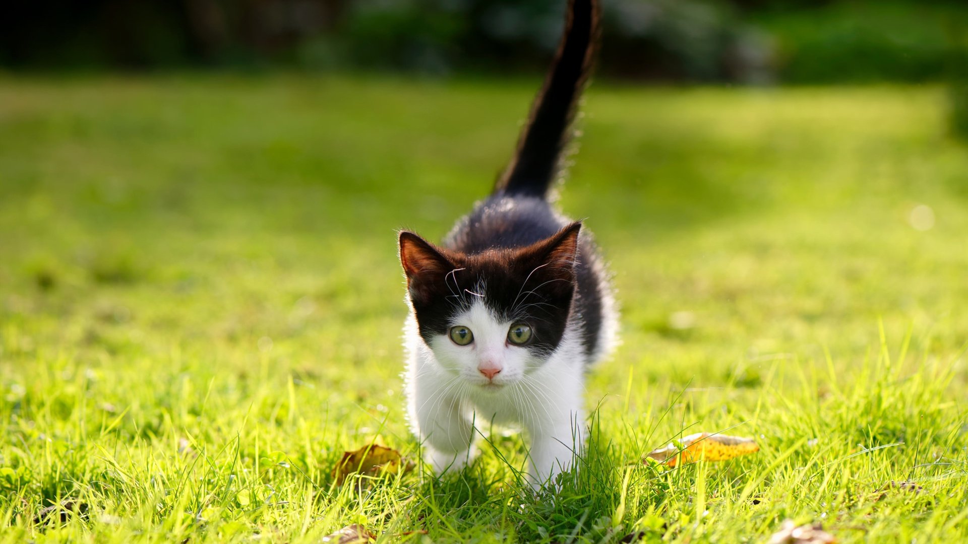 kaiyun网站-篮球裁判执法视频辅助技术普及应用，篮球裁判执裁案例解读