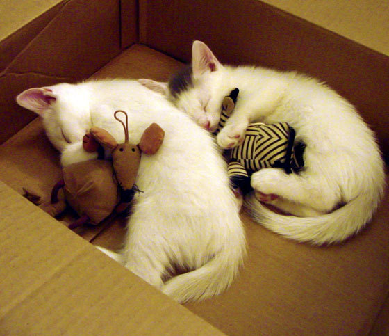 开云kaiyun-人队小将西蒙斯再次入选全明星首发，西蒙斯全明星赛