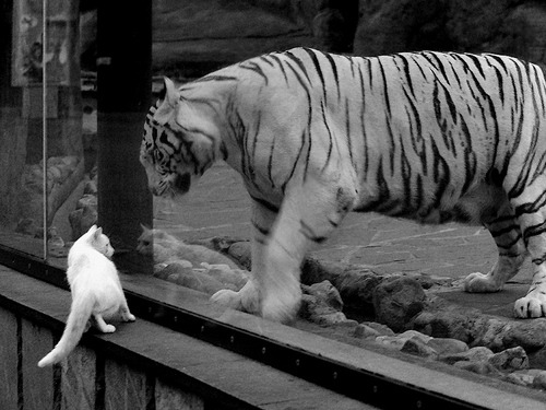 开云·Kaiyun网页版-拜仁慕尼黑全取三分，稳坐小组头名，拜仁慕尼黑队名的含义