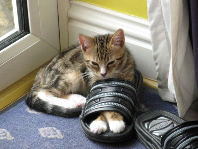 沙尔克遭遇连败,德甲排名不容乐观,沙尔克队