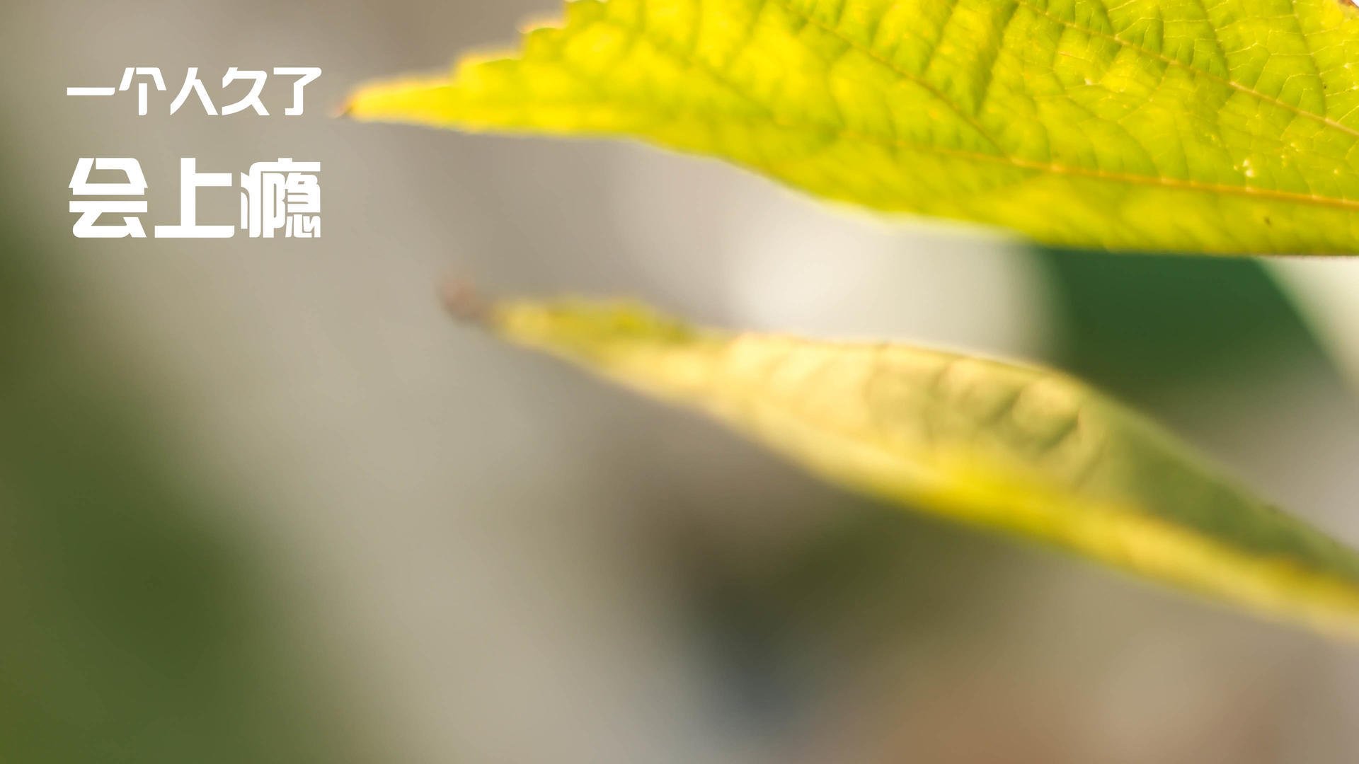 中国篮球青训体系课程标准化建设与质量控制研究,中国青少年篮球培训大纲