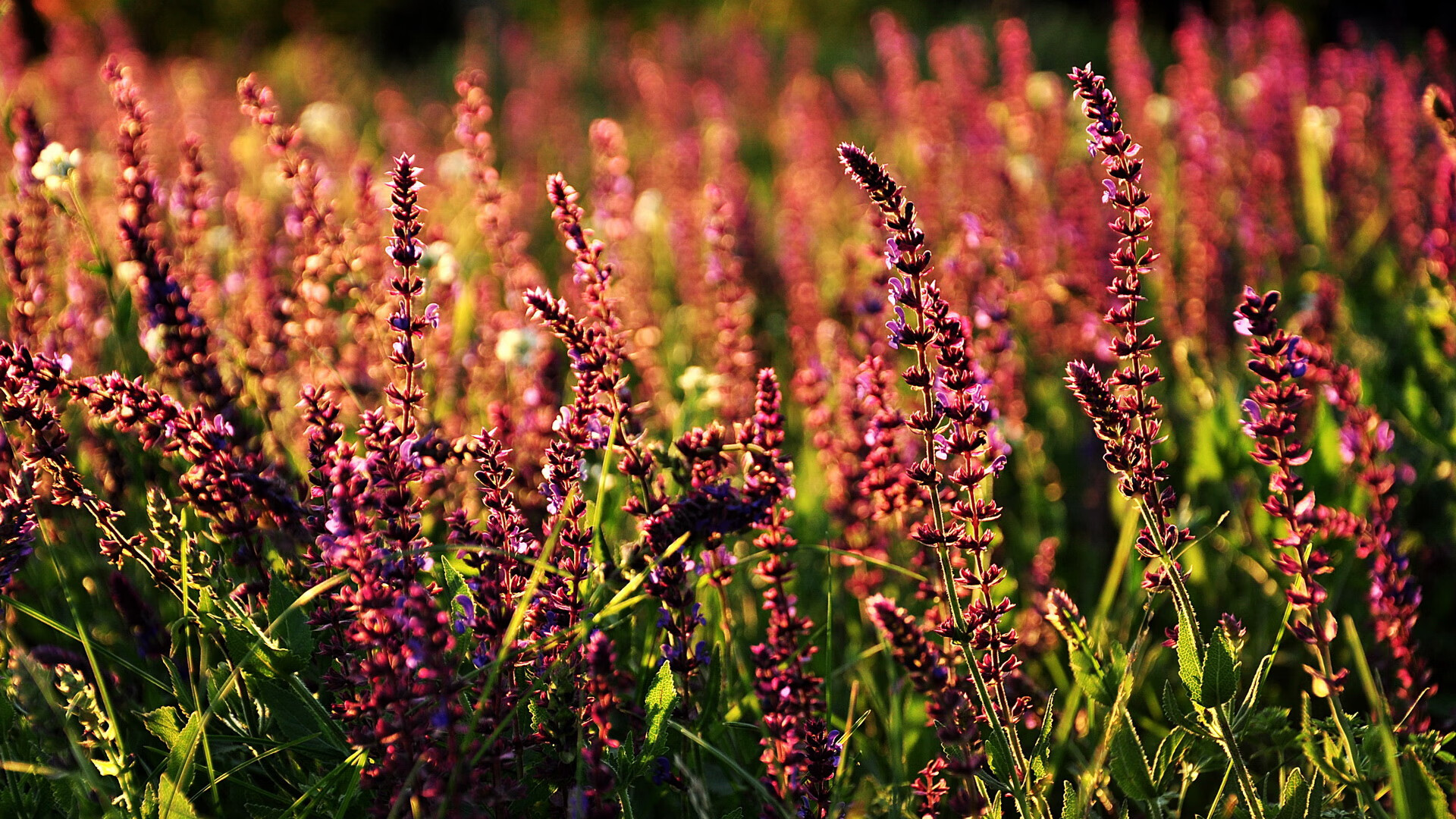 开云入口-国家队换帅后体系为何难以稳定，中国队换帅