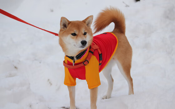 拜仁传控优势明显,牢牢控制比赛,拜仁的传奇