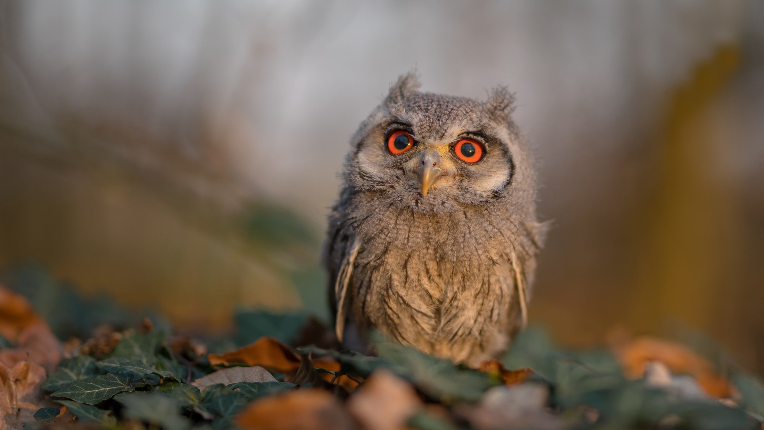 开云入口-年轻跳水选手表现抢眼，潜力可待，最年轻的跳水女皇