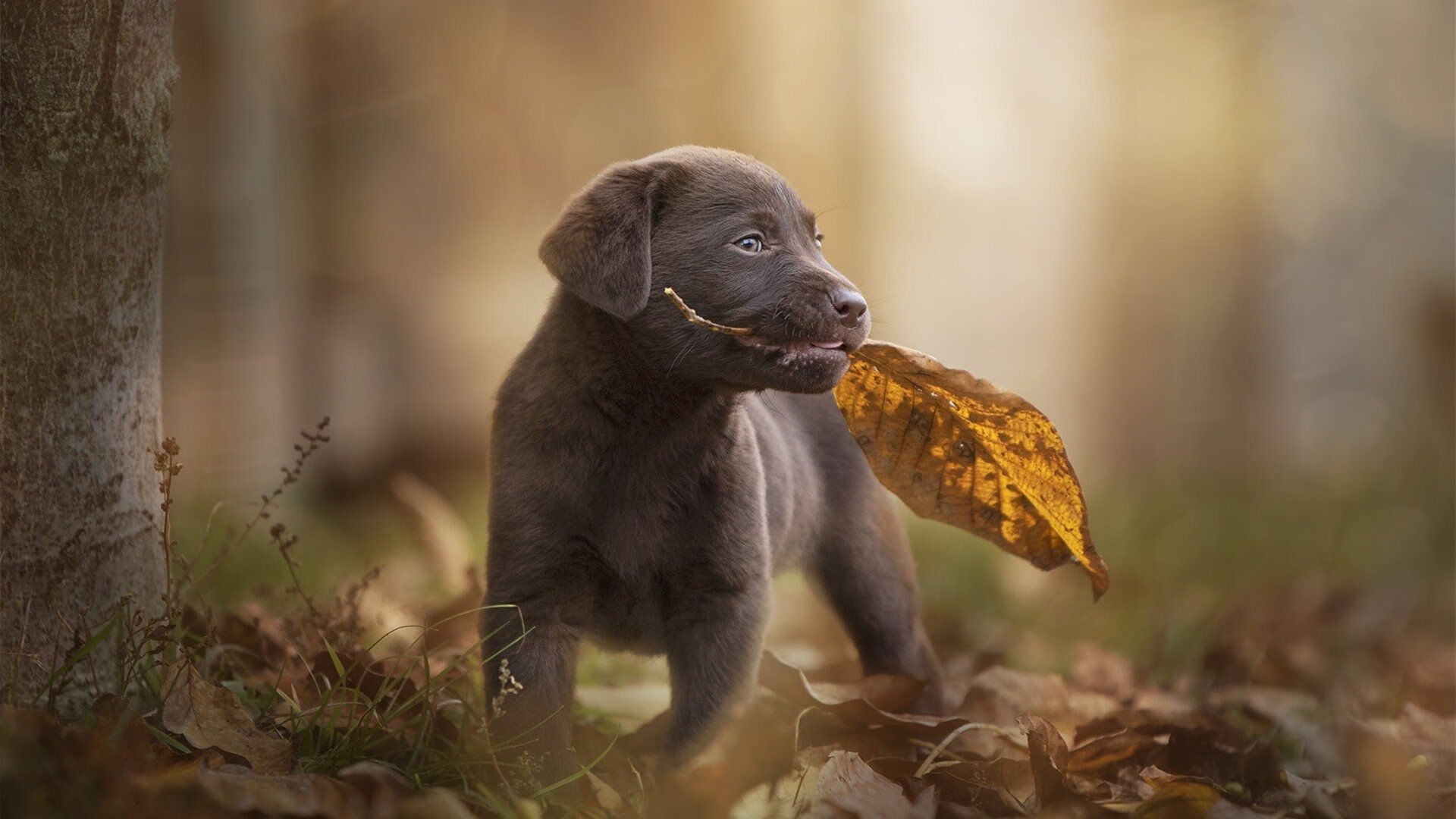 比利时仰泳选手状态回暖,比利时体操选手